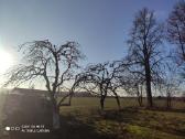 Vaismedžių genėjimas, gyvatvorių karpymas - nuotraukos Nr. 18
