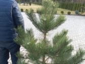 Tujos Smaragd premium, atvežame, pasodiname. - nuotraukos Nr. 31