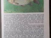 1989 populiarus enciklopedinis žuvų vadovas Жуков - nuotraukos Nr. 6