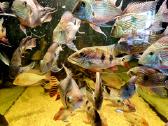 Žuvys ir žuvytės akvariumams Šiauliai - nuotraukos Nr. 5