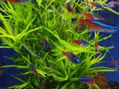 Žuvys ir žuvytės akvariumams Šiauliai - nuotraukos Nr. 4