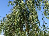 Svyrantis Beržas Betula pendula Youngii Vilnius - nuotraukos Nr. 2