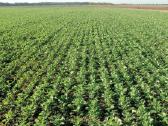 Strip-till rapsų sėjos paslauga - nuotraukos Nr. 8