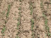 Strip-till rapsų sėjos paslauga - nuotraukos Nr. 5