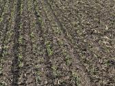 Strip-till rapsų sėjos paslauga - nuotraukos Nr. 6
