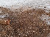 Paplūdimių įrengimas,nendrių naikinimas Molėtų raj - nuotraukos Nr. 36