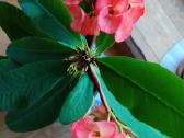 Kambarinė gėlė"euphorbia marginata". - nuotraukos Nr. 3