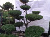 Bonsai - nuotraukos Nr. 8