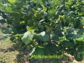 Lazdynų sodinukai, Lazdyno sodinukai, riešutai - nuotraukos Nr. 12