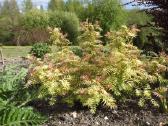 Sorbaria sorbifolia (Šermukšnialapė lanksvūnė) - nuotraukos Nr. 3