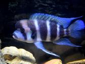 Zuvys. Akvariumas, Sportininku 5, Klaipeda - nuotraukos Nr. 5
