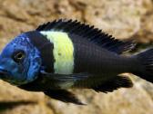 Zuvys. Akvariumas, Sportininku 5, Klaipeda - nuotraukos Nr. 7