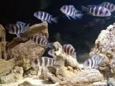 Zuvys. Akvariumas, Sportininku 5, Klaipeda - nuotraukos Nr. 9