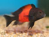 Zuvys. Akvariumas, Sportininku 5, Klaipeda - nuotraukos Nr. 4