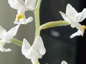 Ludisija discolor-orchidėja - nuotraukos Nr. 11