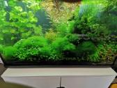 Akvariumo augalai - 10ct/vnt.