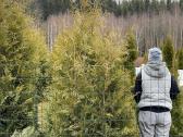 Parduodu tujas "Smaragd", "Brabant", kėnius, pušis - nuotraukos Nr. 10