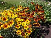 Melsve,rudbekija, silinge,ramune,vilkdalgiai