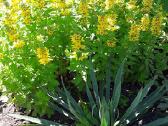Melsve,rudbekija, silinge,ramune,vilkdalgiai - nuotraukos Nr. 2