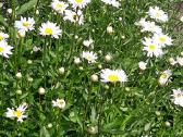 Melsve,rudbekija, silinge,ramune,vilkdalgiai - nuotraukos Nr. 3