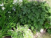 Melsve,rudbekija, silinge,ramune,vilkdalgiai - nuotraukos Nr. 6