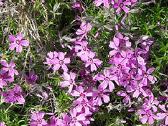 Melsve,rudbekija, silinge,ramune,vilkdalgiai - nuotraukos Nr. 7
