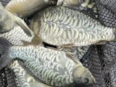 Karpių mailius įžuvinimui 5.99eur/kg.karpiukai - nuotraukos Nr. 5