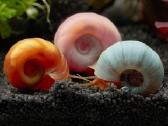 Spalvotos akvariumo sraiges