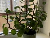 Peperomia obtusifolia - nuotraukos Nr. 2