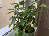 Peperomia obtusifolia