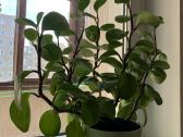 Peperomia obtusifolia - nuotraukos Nr. 4