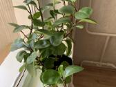 Peperomia obtusifolia - nuotraukos Nr. 3