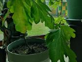 Figmedžiai (Fig Trees) pavasario akcija! - nuotraukos Nr. 8