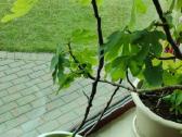 Figmedžiai (Fig Trees) pavasario akcija! - nuotraukos Nr. 9