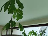 Figmedžiai (Fig Trees) pavasario akcija! - nuotraukos Nr. 10