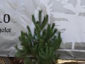 Kalninės, juodosios, paprastos pušys himalajinės p - nuotraukos Nr. 4