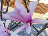 Magnolijos , azalijos, rododendrai - nuotraukos Nr. 3