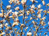 Magnolijos , azalijos, rododendrai - nuotraukos Nr. 2