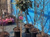 Magnolijos , azalijos, rododendrai - nuotraukos Nr. 16