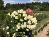 Parduodu šluotelines hortenzijos - nuotraukos Nr. 2