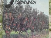 Jaunajam sodininkui