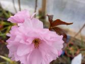 Sakura Royal burgundy - nuotraukos Nr. 16