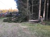 Greitas ir kokybiškas avarinių medžių pjovimas - nuotraukos Nr. 7