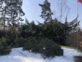 Avariniu medžių pjovimas - nuotraukos Nr. 9