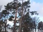 Avarinių medžių , krūmų pjovimas. Arboristas. - nuotraukos Nr. 16