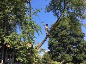Avarinių medžių , krūmų pjovimas. Arboristas. - nuotraukos Nr. 15