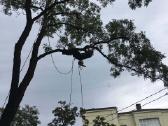 Avarinių medžių , krūmų pjovimas. Arboristas. - nuotraukos Nr. 17
