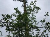 Avarinių medžių , krūmų pjovimas. Arboristas. - nuotraukos Nr. 19