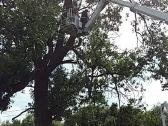 Avarinių medžių , krūmų pjovimas. Arboristas. - nuotraukos Nr. 20