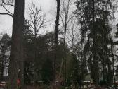 Avarinių medžių , krūmų pjovimas. Arboristas. - nuotraukos Nr. 21